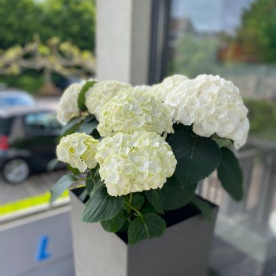 PHOTO-2021-08-17-19-36-05